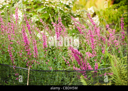 Lythrum Salicaria 'Feuerkerze' AGM, Blutweiderich, in Blüte Stockfoto