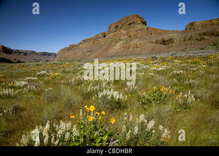 WASHINGTON - weiße Lupinen blühen zwischen den Balsamwurzel entlang der Basis der basaltischen Canyon Wände des unteren Grand Coulee. Stockfoto