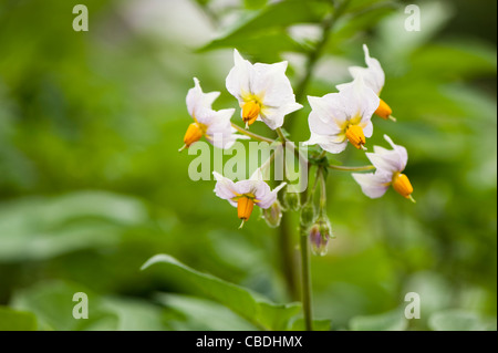 Kartoffel 'Sarpo Mira', Solanum Tuberosum, Blumen Stockfoto