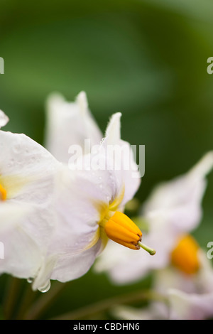 Kartoffel 'Sarpo Mira', Solanum Tuberosum, Blumen Stockfoto