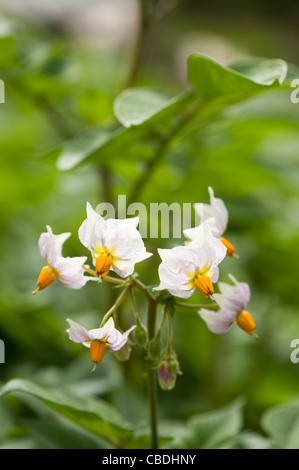 Kartoffel 'Sarpo Mira', Solanum Tuberosum, Blumen Stockfoto