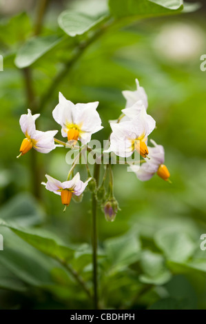 Kartoffel 'Sarpo Mira', Solanum Tuberosum, Blumen Stockfoto