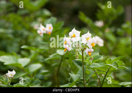 Kartoffel 'Sarpo Mira', Solanum Tuberosum, Blumen Stockfoto