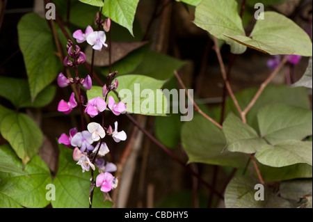 Lablab Purpureus, Hyacinth Bean in Blüte Stockfoto