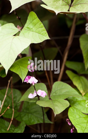 Lablab Purpureus, Hyacinth Bean in Blüte Stockfoto