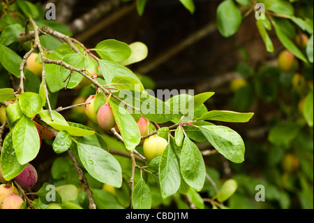 Prunus Domestica 'Victoria', Pflaume Stockfoto