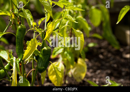 Paprika "Leckere Grill Red" Capsicum Annuum var. annuum Stockfoto