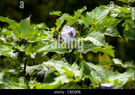 Nicandra Physalodes, Shoo-Fly oder Apple von Peru Stockfoto