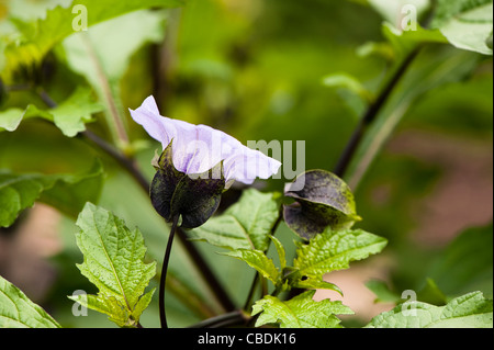 Nicandra Physalodes, Shoo-Fly oder Apple von Peru Stockfoto