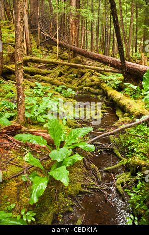 Tongass National Forest, Sitka, Alaska Stockfoto