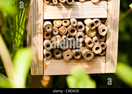 Künstliche Insektenhaus mit Löchern, die von einer Leafcutter Biene versiegelt Stockfoto