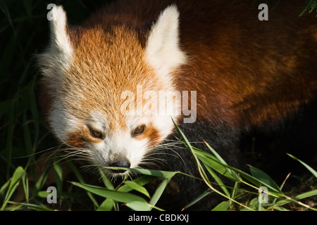Roter Panda, Firefox oder Ailurus Fulgens Bambusblätter zu essen Stockfoto