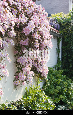 Weiße Wand mit rosa Blüte Clematis Montana im Frühjahr Stockfoto