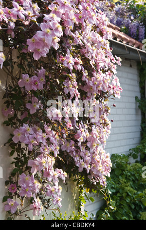 Rosa blühende Clematis Montana im Frühjahr über eine weiße Wand wächst Stockfoto