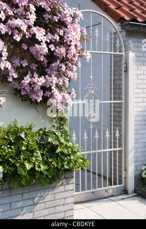 Weißen Schmiedeeisen Eisentor mit rosa Clematis Montana Blüten im Frühjahr Stockfoto