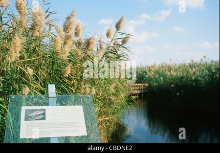 Naturlehrpfad mit erklärenden Schildern im Azraq Wetland Reserve, eine Oase für Zugvögel in der östlichen Wüste von Jordanien Stockfoto