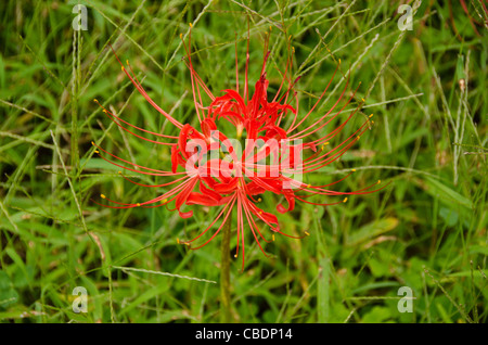 Blume der roten Spinne Lily, lycoris Radiata Stockfoto