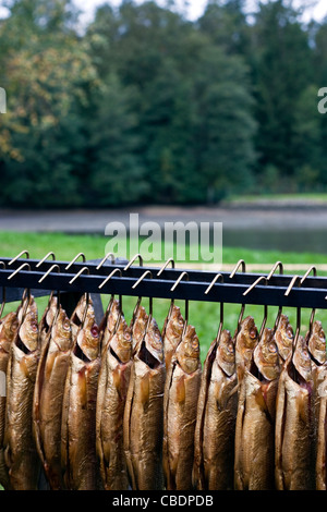 Geräucherter Bachsaibling vor einen Fischteich und einen Wald Stockfoto