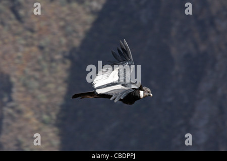 Condor (männlich) Segelfliegen in den Colca Canyon, Peru Stockfoto