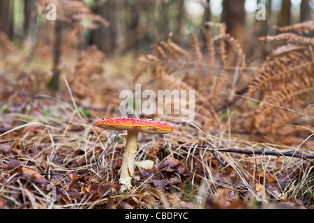 Rote und weie Fliegenpilz (Amanita Muscaria) Fliegenpilz in Englisch Laub  mit braunen Farn Wedel gesichtet Stockfotografie - Alamy