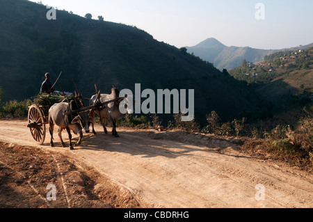 Alter Mann reitet auf einer Bergstraße in einem Ochsenkarren Stockfoto