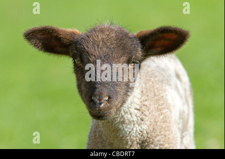 Porträt einer jungen Hausschaf (Ovis Orientalis Aries) Stockfoto