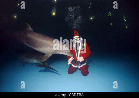 Glückliches neues Jahr, Dolphin und Santa Claus - Tümmler (Tursiops Truncatus) Afalina Stockfoto