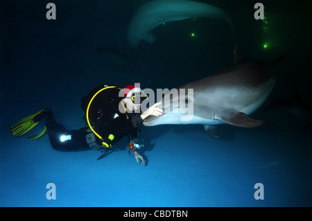 Glückliches neues Jahr, Dolphin und Santa Claus - Tümmler (Tursiops Truncatus) Afalina Stockfoto