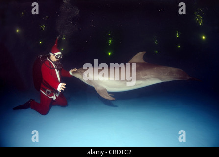 Glückliches neues Jahr, Dolphin und Santa Claus - Tümmler (Tursiops Truncatus) Afalina Stockfoto