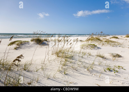 Sanddünen in der Perdido Key Bereich der Gulf Islands National Seashore in der Nähe von Pensacola, Florida Stockfoto