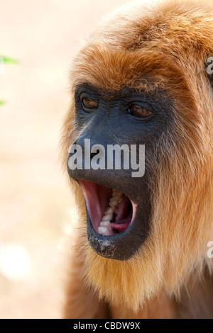 weibliche schwarze Brüllaffen in einem Tierheim in Samaipata, Bolivien, in der Nähe von Amboro Nationalpark Stockfoto