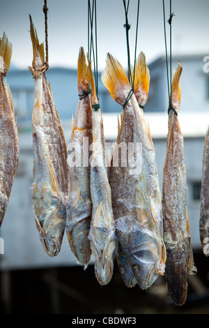 Luft trocknen Fisch, traditionelle Tanka Fischerdorf Tai O, Hong Kong, China Stockfoto
