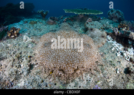 Die Schnauze des einen fransigen Wobbegong Eucrossorhinus Dasypogon ist bedeckt mit Hautlappen dachte, seine Umrisse aufzulösen. Stockfoto