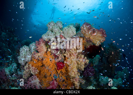 Ein Bouquet von Weichkorallen, Dendronephthya spp., ist umgeben von Anthias, Pseudanthias SP. und Kardinalbarschen, Apogon sp. Stockfoto