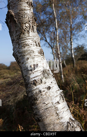 Birke Betula Pendel Baumstamm Wales UK Stockfoto