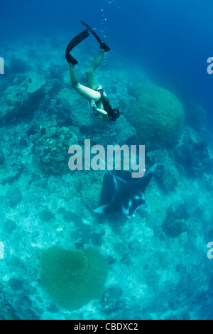 Ein Freitaucher steigt über eine kleine Manta Rochen, Manta Alfredi, als es eine Reinigungsstation auf einer abgelegenen, ozeanischen Gipfel besucht. Stockfoto