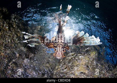 Ein Erwachsener Rotfeuerfisch Pterois Volitans schwimmt auf dem Kopf stehend unter einem Felsvorsprung Kalkstein wo es jagt kleine Riff-Fische. Stockfoto