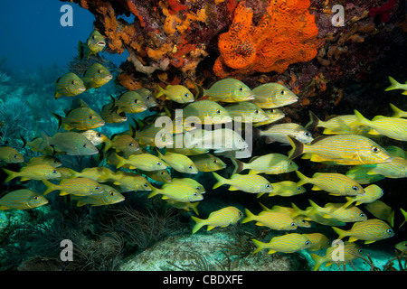 Fischschwärme versammeln sich an einem Riff in den Florida Keys National Marine Sanctuary. Stockfoto