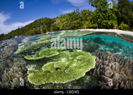 Ein Tischkoralle (Acropora SP.) wächst in nur Zentimeter von Wasser entlang der Kante einer niedrigen Strand gesäumte Insel. Stockfoto