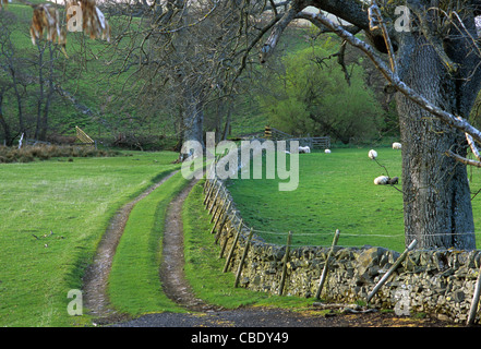 Eine Bauernhof Spur führt durch Schafe weideten Wiesen entlang einer Steinmauer trocken gelegt Traquair, Tweed Valley, Grenzen, Schottland, UK Stockfoto