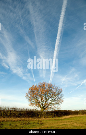 Kondensstreifen am Himmel über ein Baum und ein Feld Stockfoto