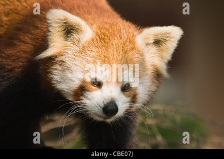 Porträt von roter Panda oder Ailurus Fulgens in einem Baum klettern Stockfoto