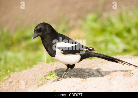 Europäische Elster, gemeinsame Elster oder Pica Pica - Vogel aus der Familie der Krähe Stockfoto