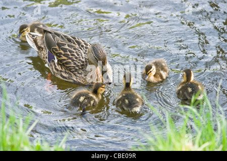 Weibliche Stockente, wilde Ente oder Anas Platyrhynchos mit ihren Entenküken im Frühjahr Stockfoto