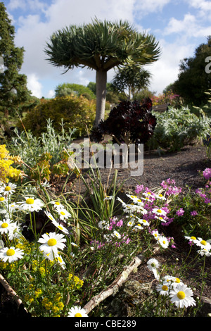 Blumenschmuck in Auckland Botanic Gardens. Auckland, New Zealand, 11. November 2010. Stockfoto