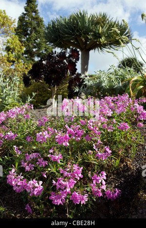 Blumenschmuck in Auckland Botanic Gardens. Auckland, New Zealand, 11. November 2010. Stockfoto