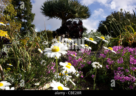 Blumenschmuck in Auckland Botanic Gardens. Auckland, New Zealand, 11. November 2010. Stockfoto