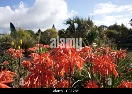 Blumenschmuck in Auckland Botanic Gardens. Auckland, New Zealand, 11. November 2010. Stockfoto