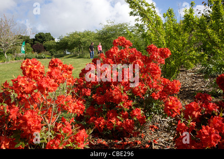 Blumenschmuck in Auckland Botanic Gardens. Auckland, New Zealand, 11. November 2010. Stockfoto