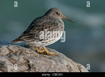 Lila Strandläufer Calidris maritima Stockfoto